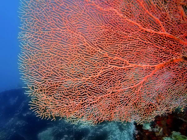 Corail gorgonien, île de Bali, Pemuteran — Photo