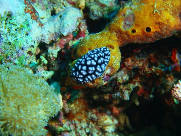 True sea slug, Island   Bali, Pemuteran — Stock Photo, Image