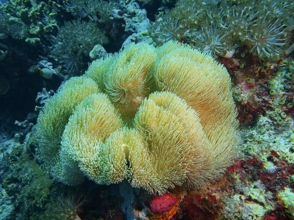 Měkké korály, ostrov Bali, Pemuteran — Stock fotografie