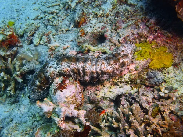 Sea cucumber, Island   Bali, Pemuteran — Stock Photo, Image