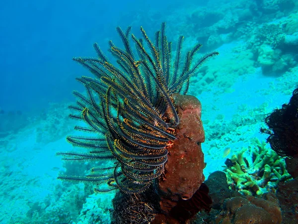 Crinoid, Island  Bali, Pemuteran — Stock Photo, Image