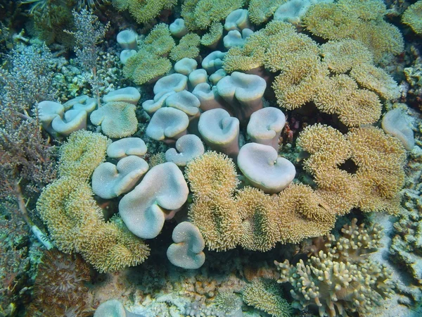 Coral mole, Ilha Bali, Pemuterão — Fotografia de Stock