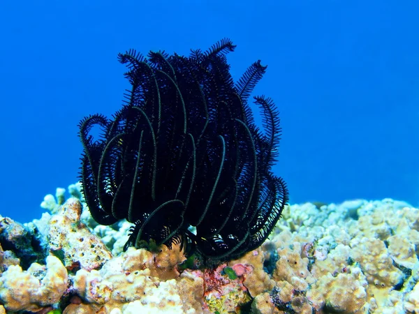 Seelilie, Insel-Bali, Gebärmutter — Stockfoto