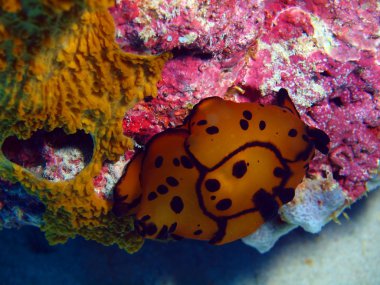 True sea slug, Island   Bali, Pemuteran clipart
