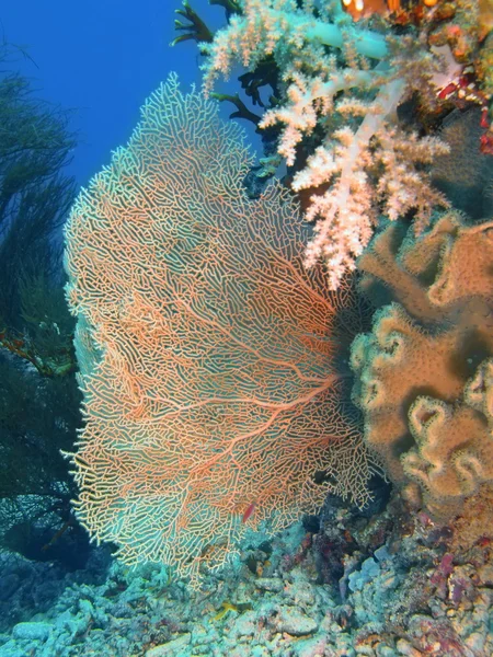 Corallo gorgonese, Isola di Bali, Pemutero — Foto Stock