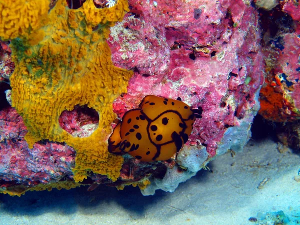 Sanna havet slug, ön Bali, Pemuteran — Stockfoto