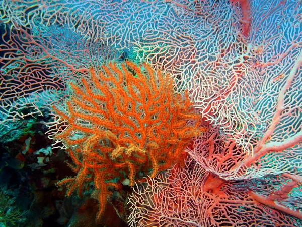 Corallo gorgonese, Isola di Bali, Pemutero — Foto Stock