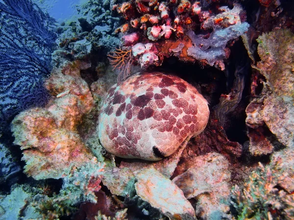 Морские звезды, остров Бали, Пемброан — стоковое фото