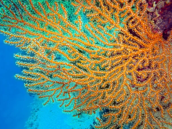 Gorgonian coral, ön Bali, Pemuteran — Stockfoto