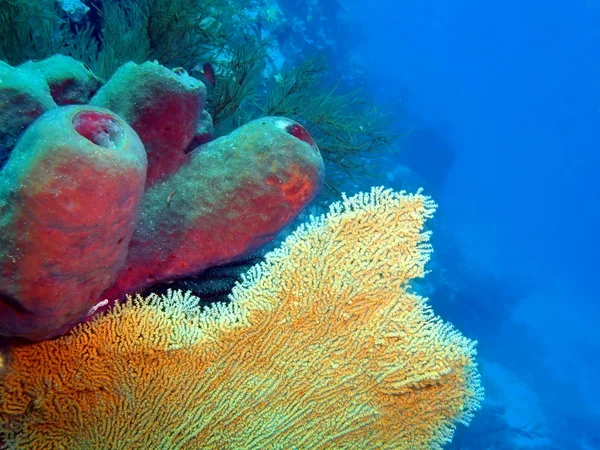 Coral Gorgoniano, Ilha Bali, Pemuterão — Fotografia de Stock