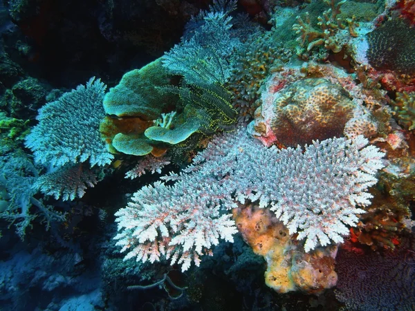 石サンゴ、バリ島、プムトゥラン — ストック写真