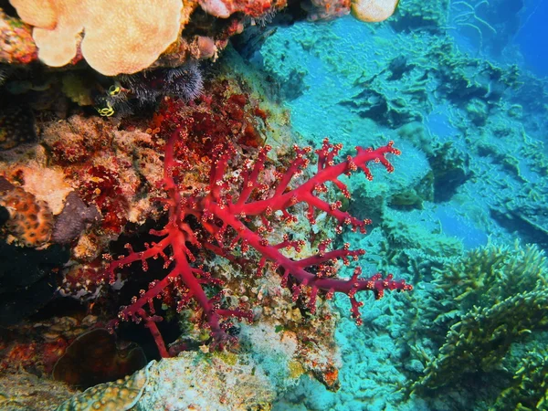 Weichkorallen, Insel Bali, Pemuteran — Stockfoto