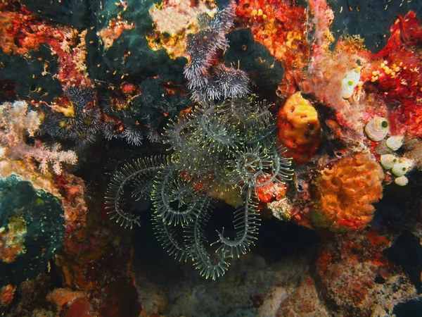 Sjöliljor, ön Bali, Pemuteran — Stockfoto