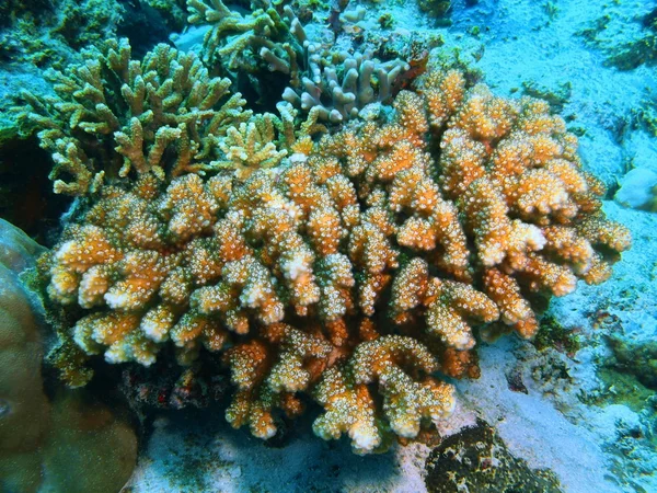 Coral de pedra, Ilha Bali, Pemuteran — Fotografia de Stock