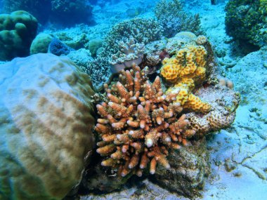 Taş mercan, Adası Bali, Pemuteran