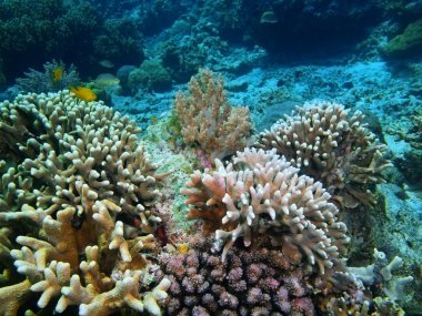 Taş mercan, Adası Bali, Pemuteran