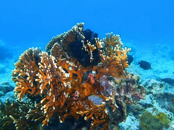 Corail de pierre, île de Bali, Pemuteran — Photo