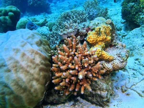 Stone koraal, eiland Bali, Pemuteran — Stockfoto