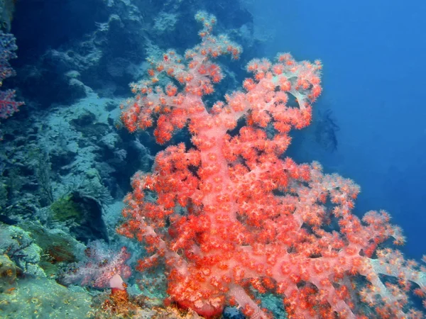 Mjuk korall, ön Bali, Pemuteran — Stockfoto