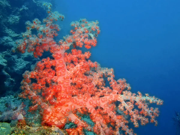 Coral blando, Isla de Bali, Pemuterino — Foto de Stock
