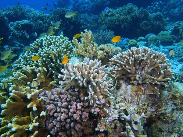 Stone koraal, eiland Bali, Pemuteran Rechtenvrije Stockafbeeldingen