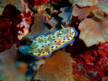 Gerçek deniz yaratığı, Adası Bali, Pemuteran