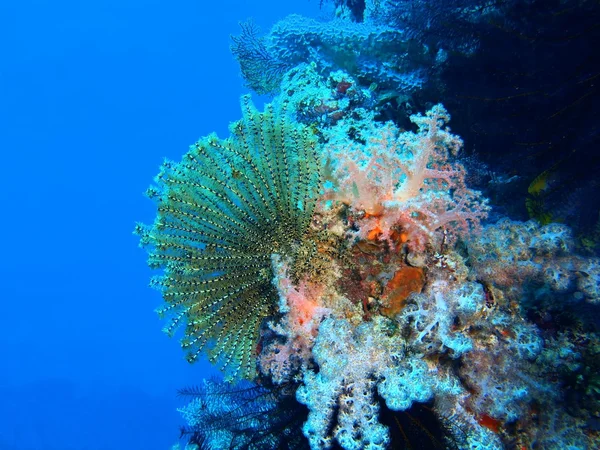 Seelilie, Insel-Bali, Gebärmutter — Stockfoto