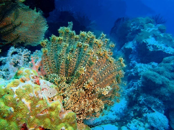 Crinoide, Isla Bali, Pemuterino —  Fotos de Stock