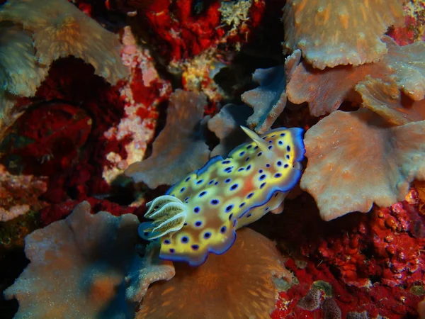 Echte Meeresschnecke, Insel Bali, Gebärmutter — Stockfoto