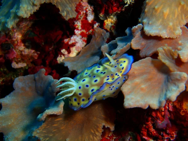 Настоящий морской слизняк, остров Бали, Пемматеран — стоковое фото