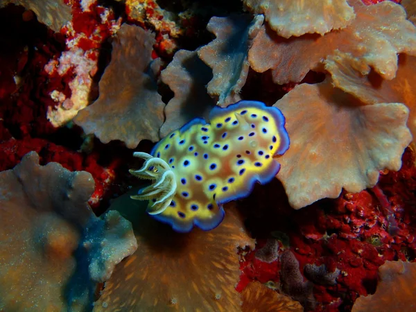 Gerçek deniz yaratığı, Adası Bali, Pemuteran — Stok fotoğraf