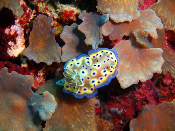 True sea slug, Island Bali,  Pemuteran — Stock Photo, Image