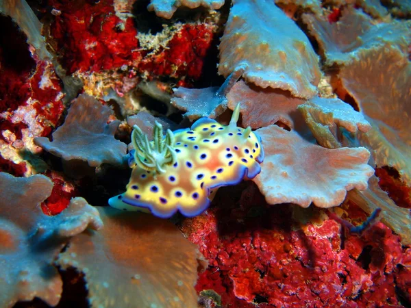 Verdadera babosa marina, Isla Bali, Pemuteran — Foto de Stock