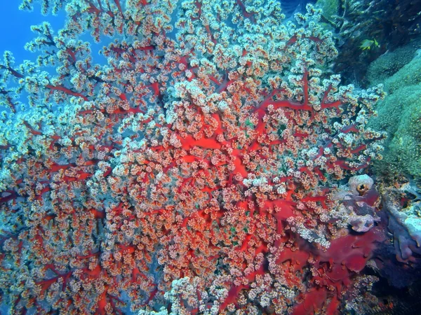 Puha korallok, Bali szigetén Pemuteran — Stock Fotó