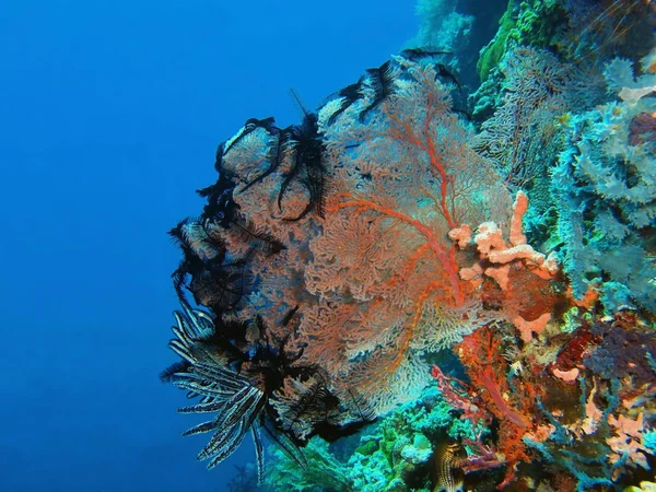 Γοργονίες κοραλλιών, νησί Μπαλί, Πεμουτεράν — Φωτογραφία Αρχείου