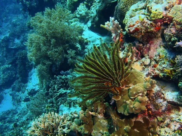 Sjöliljor, ön Bali, Pemuteran — Stockfoto