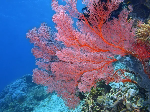 Gorgonian mercan, Adası Bali, Pemuteran