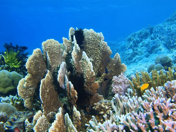 Taş mercan, Adası Bali, Pemuteran — Stok fotoğraf