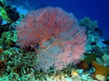 Gorgonian mercan, Adası Bali, Pemuteran