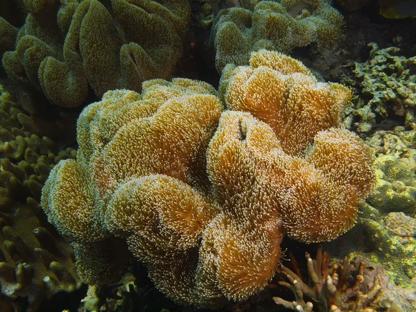 Zachte koraal, eiland Bali, Pemuteran — Stockfoto