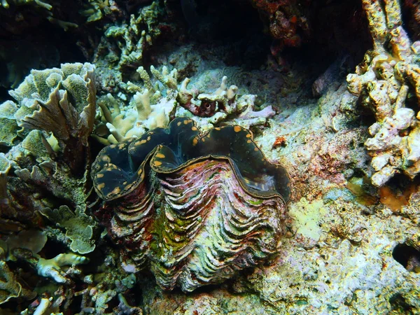 Obrovská škeble, ostrov Bali, Pemuteran — Stock fotografie