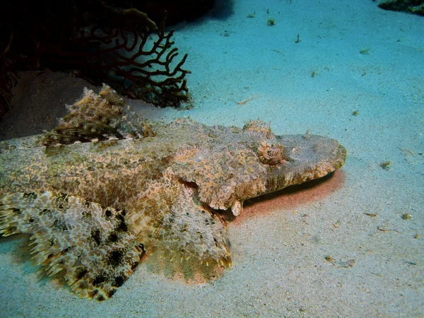 Flathead, eiland Bali, Pemuteran — Stockfoto