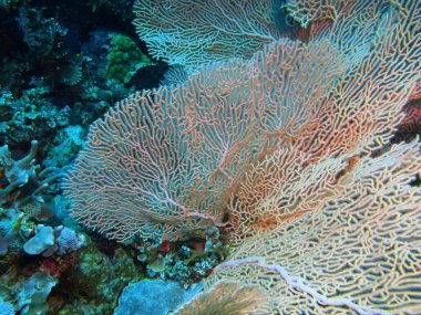 Gorgonian mercan, Adası Bali, Pemuteran