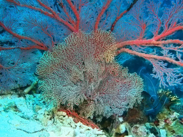 Coral gorgoniano, Isla de Bali, Pemútero — Foto de Stock