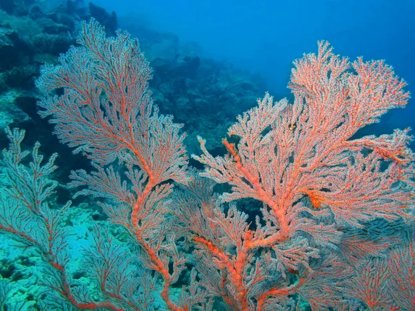 Coral gorgoniano, Isla de Bali, Pemútero —  Fotos de Stock