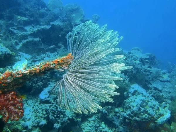 Crinoid, Island  Bali, Pemuteran — Stock Photo, Image