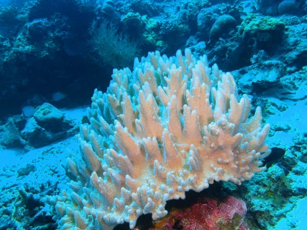 Morbido corallo, Isola di Bali, Pemutero — Foto Stock