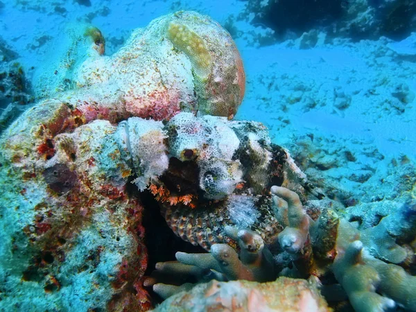 Scorpionfish, Island  Bali,  Pemuteran — Stock Photo, Image