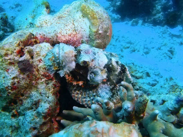 Scorpionfish, wyspy Bali, w mieście Pemuteran — Zdjęcie stockowe