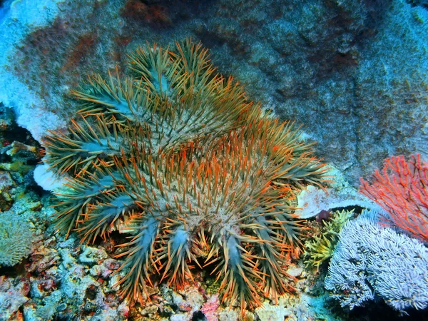 Sjöstjärnor, ön Bali, Pemuteran — Stockfoto